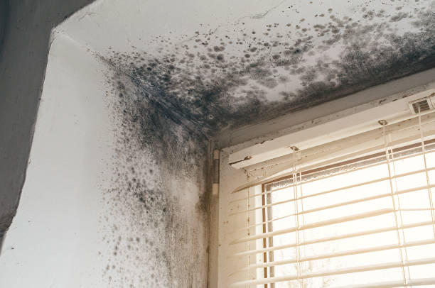 Affordable Bathroom Mold Removal solutions in Spotswood, NJ